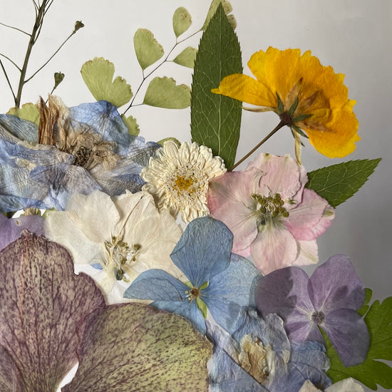 Čemeřice v obklopení barev