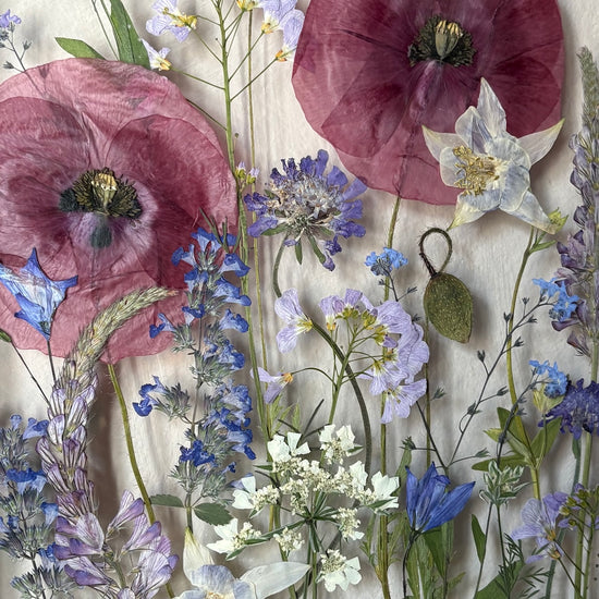 Půlnoční máky