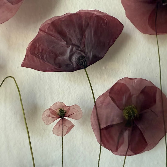 Plná náruč máků