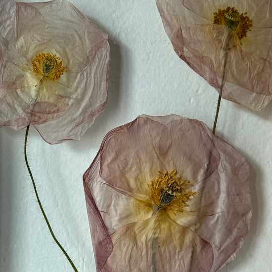 Jemná maková loučka