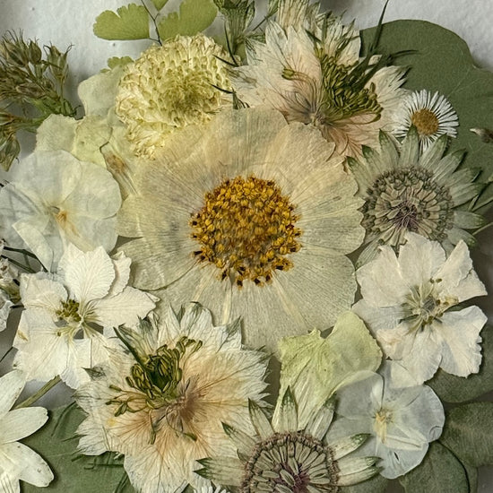 Sněhobílý rozkvět