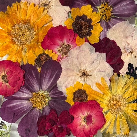 Má krásná představo