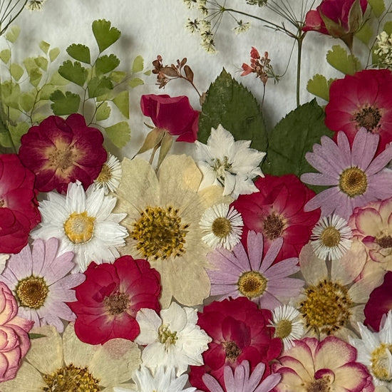 Červená se, line záře