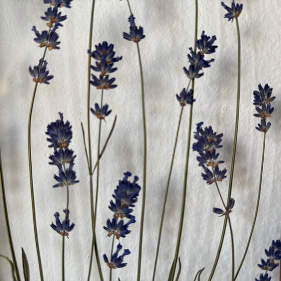 Levandule lékařská