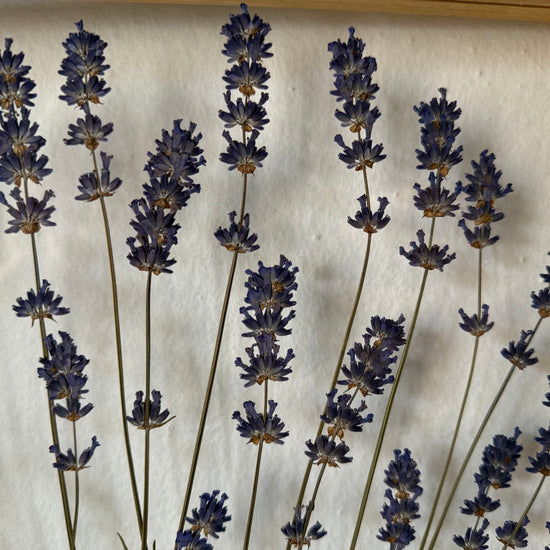 Levandulové údolí