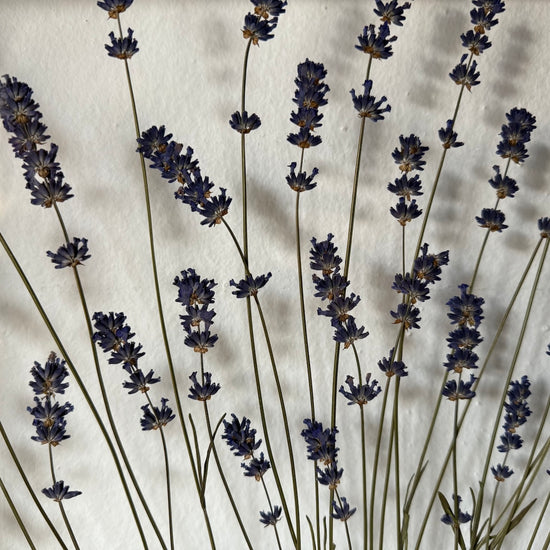 Levandulový kopeček