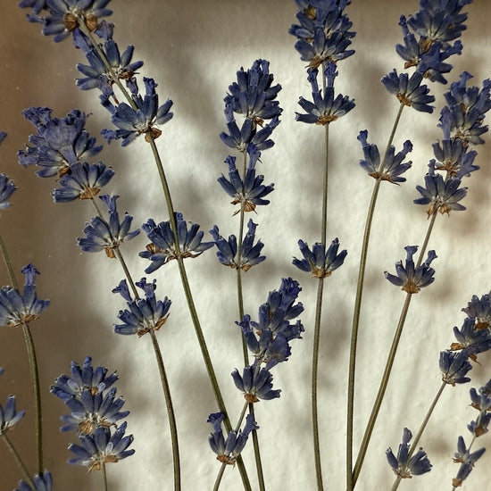 Když zavoní levandule