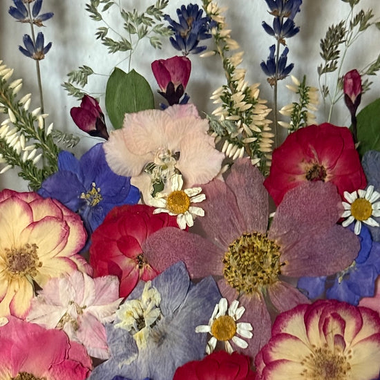 Pole plné levandulové květeny