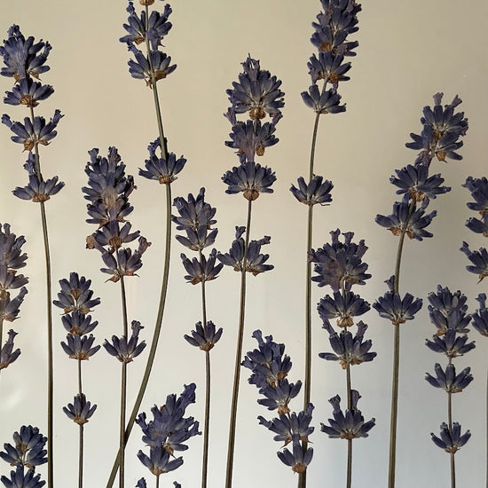 Jsi má levandulová