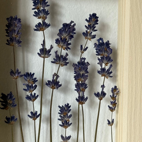 Pohlednice z Provence