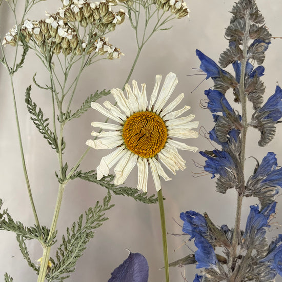 Loučka z Českého lesa