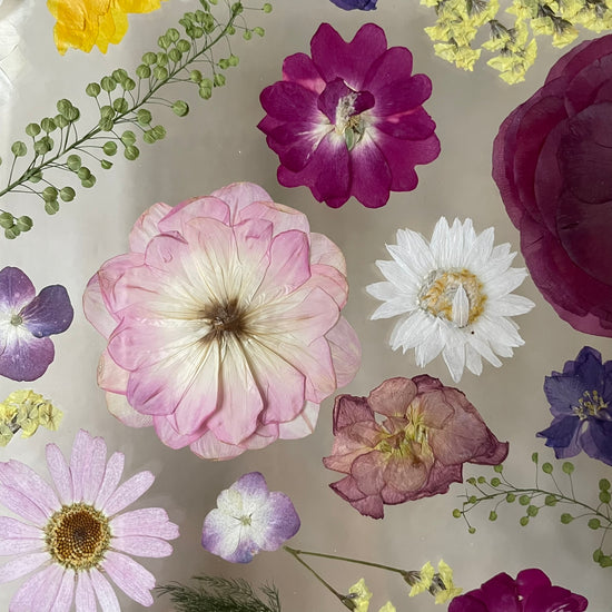 Čarokrásné pryskyřníčky