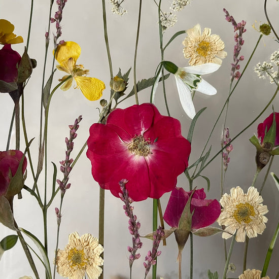 Červená růžičko, pěkně voníš