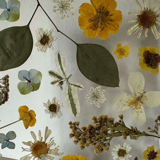 Ve svitu květinových hvězd