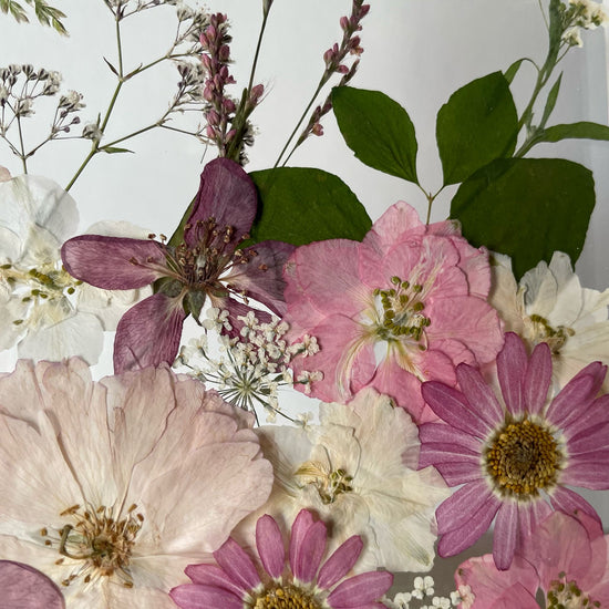 Písnička v růžové