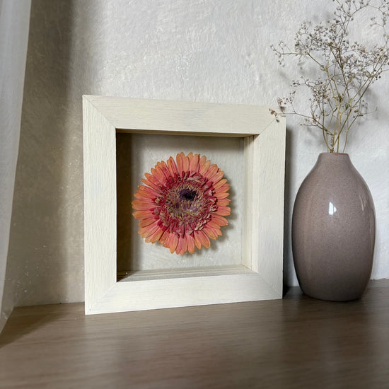 Gerbera