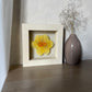Narcis