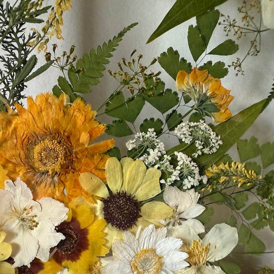 Záře lesních hvězd