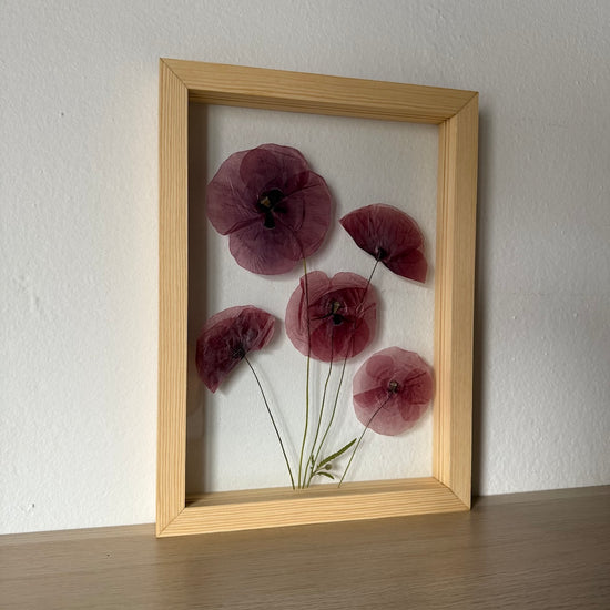 Červené makové okouzlení