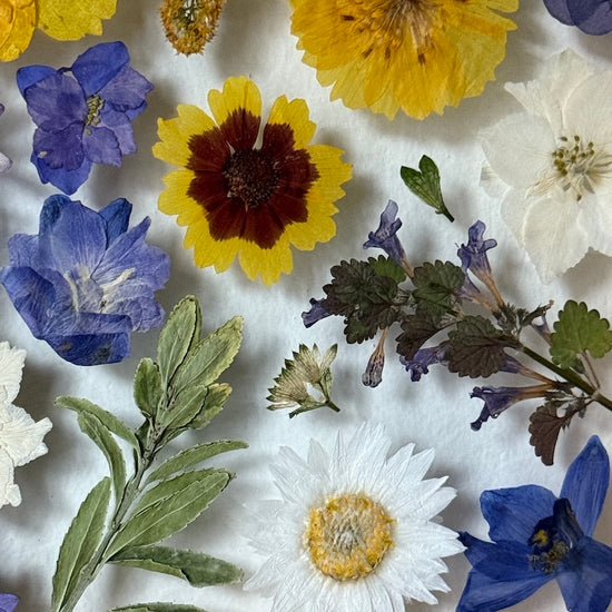 Souhra lučních květů