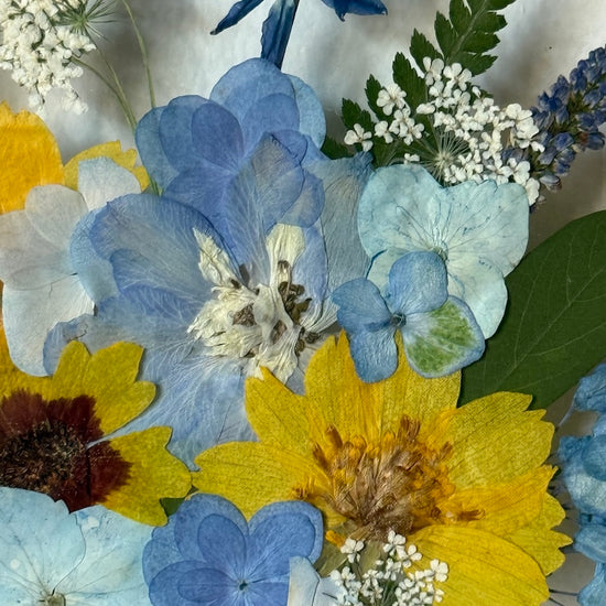 Hvězdičko blýskavá