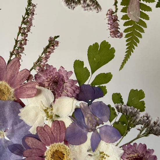 Fialovost borůvčí