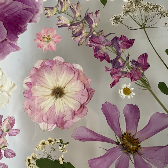 Lehounké rozrůžovění