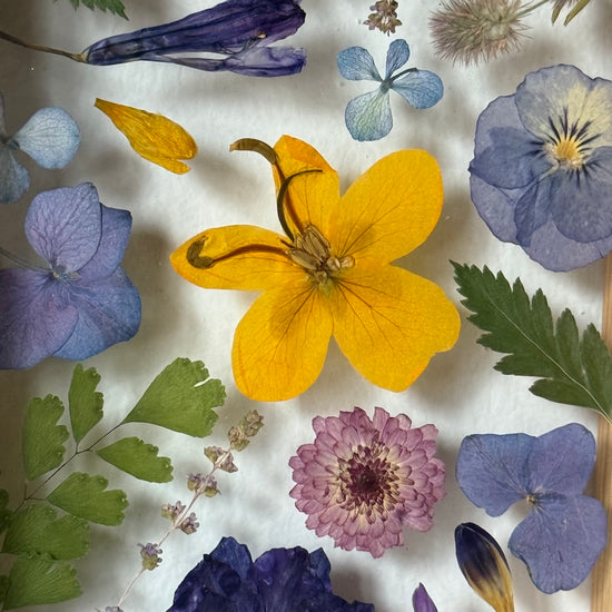 Krása různorodosti