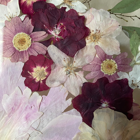 Růžové království jedné pivoňky