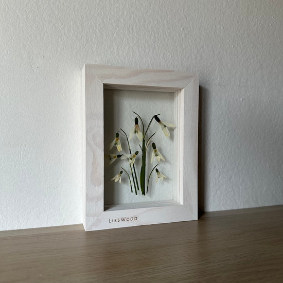 Sněženky pod sněhem